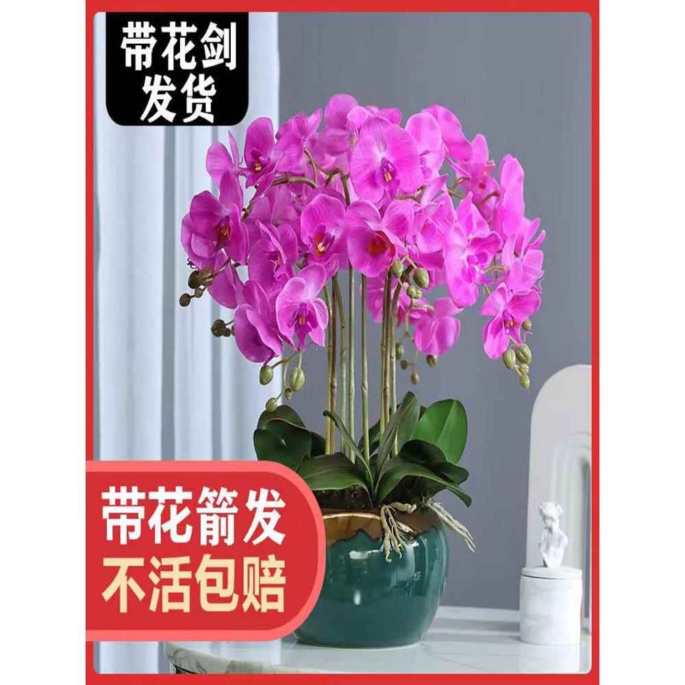 速发蝴蝶兰花苗盆栽带剑花苞花观花植物室内花好养花卉四季开花包