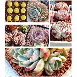 多元土多肉专用铺面拌土种植颗粒凹凸活力土橘红色营养土透气生根