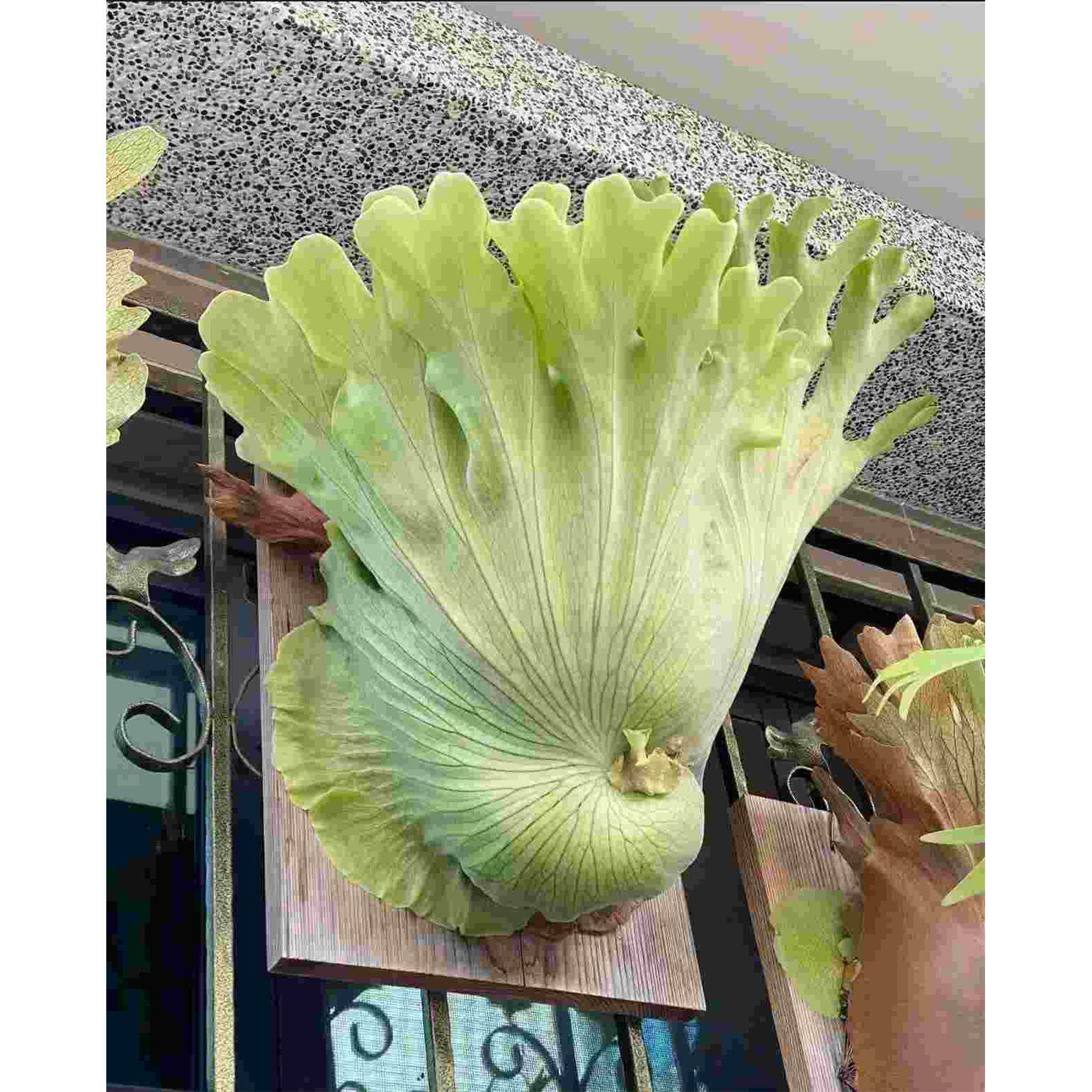 巨兽鹿角蕨 巨大 鹿角蕨 好养 热植 植物 景观 居家绿植 新手友好