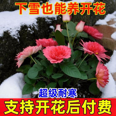 养殖耐寒耐旱花卉冬季