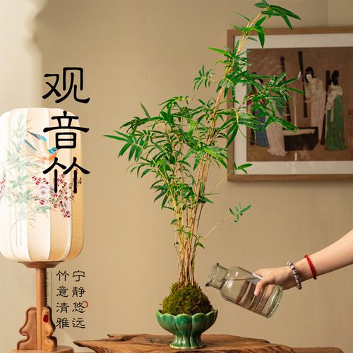 米竹植物凤尾观音竹子盆栽苔藓球新中式懒人盆景办公桌茶桌面绿植