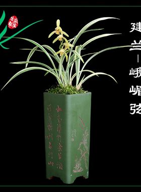 建兰四季兰花峨眉弦浓香花卉景栽盆土绿植带草植物花苞名贵苗芳香