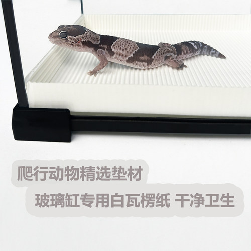 蛇守宫专用白色瓦楞纸垫材
