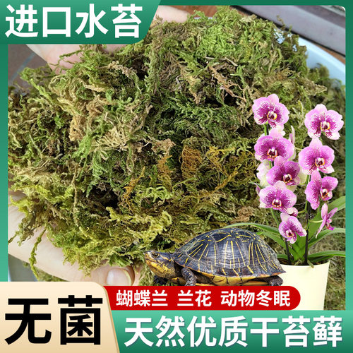 速发蝴乌兰水苔专花兰用土干苔藓智利营养土青苔植物种植育苗蝶龟