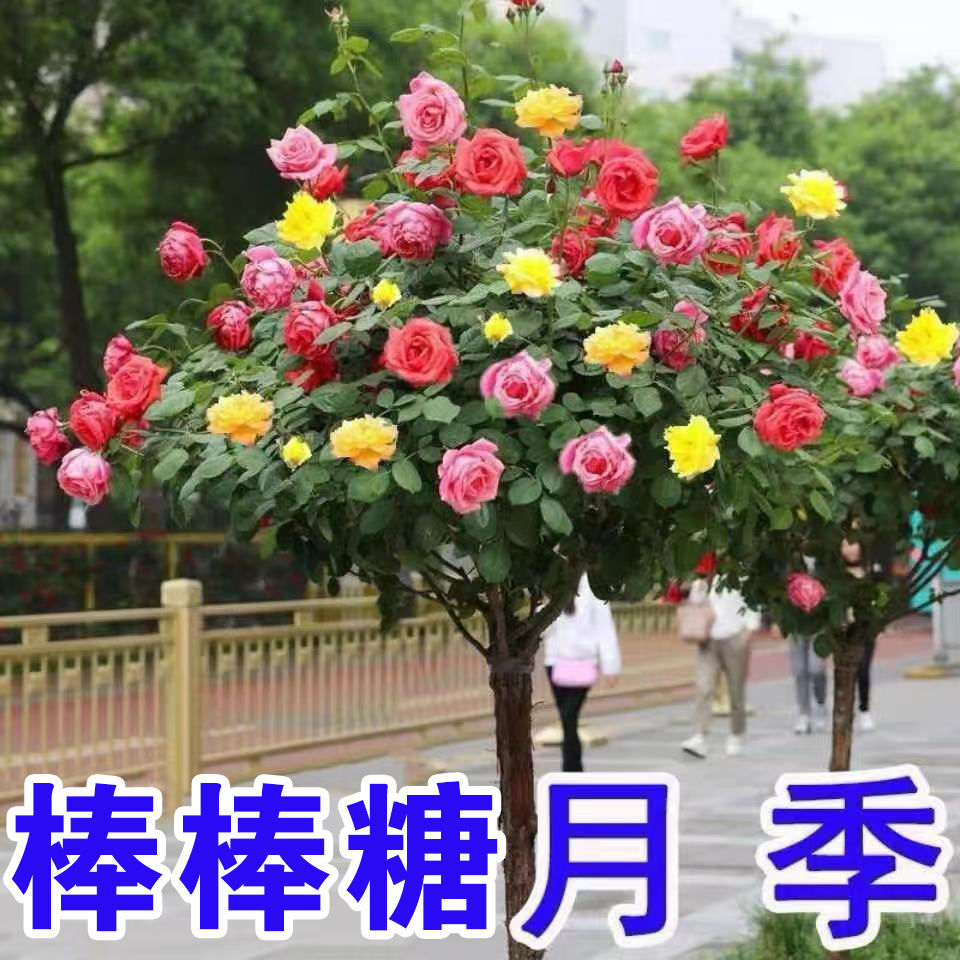 棒棒糖树桩月季开卉阳台绿植独杆直杆树状月季花四季嫁接耐寒植物