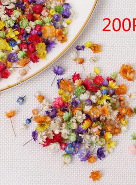 200pc Real Dried Flowers For DIY Art Craft Epoxy Resin Candl