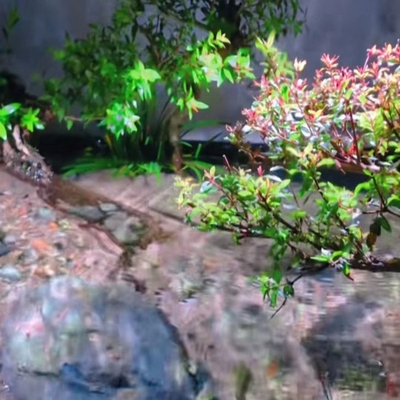极速水杨梅植物水培植物和鱼共养水杨梅鱼缸造景水缸造Z景植物阴