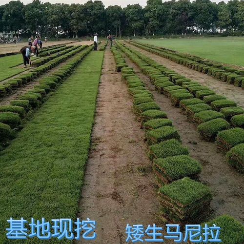 极速草皮a真草坪带泥土果岭草四季青花园百慕大带土庭院绿化马尼