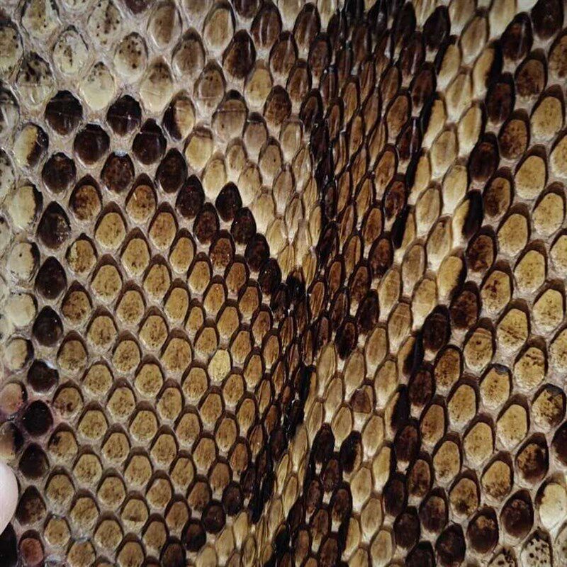 新品l二胡蟒皮金花蟒皮二胡蒙皮三弦蒙J皮三弦蟒蛇皮高胡花鼓大筒