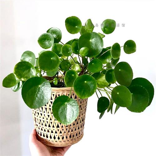 极速镜面草网红翠屏m草铜钱草北欧风室内好养水培老桩绿植盆栽桌