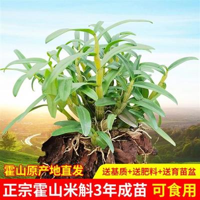 新正宗霍山c米斛苗原产地直发带根铁皮石斛苗盆栽种植送基质品