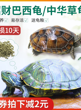 极速中华草龟外塘长寿龟巴西龟观赏小乌龟半水龟观赏金.线乌龟墨