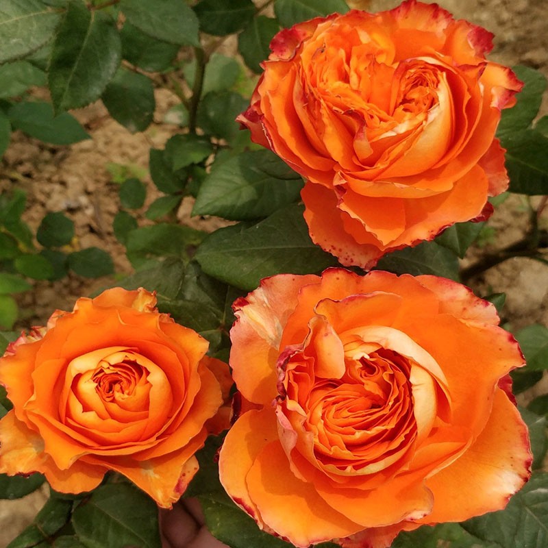 极速新品橙色浪漫月季花小u苗灌木切花耐热 多J季开花 抗病包子丰