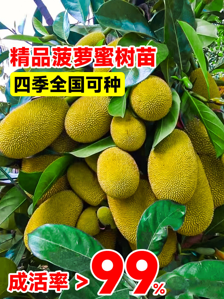 菠萝蜜树树苗嫁接果树海南四季种植果苗耐寒干包庭院盆栽当年结果