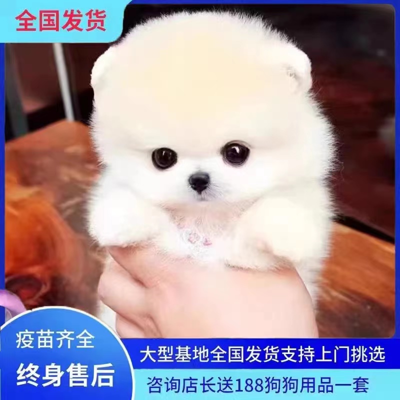 免费无偿领养茶杯犬纯种博美幼犬俊介小型犬比熊犬泰迪宠物狗训练