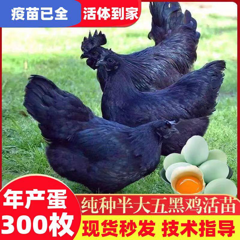 五黑鸡活苗纯种五黑一绿鸡绿壳蛋鸡半斤盐津乌骨鸡脱温苗活体小鸡怎么样,好用不?