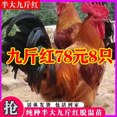 九斤红红玉阉K9脱温鸡苗