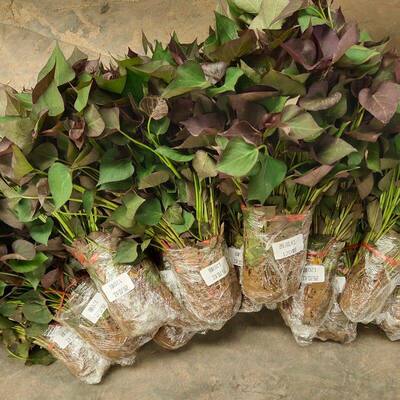 红薯苗秧批发正宗西瓜红蜜薯苗种糖心烤白薯型地瓜苗板栗哈密薯苗