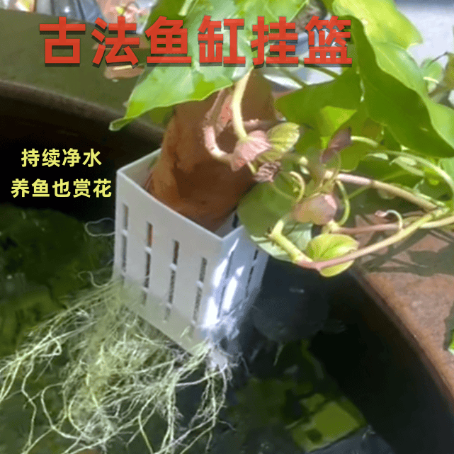 古法养鱼固定架鱼缸水培植物壁挂式定植篮造景装饰家用水草种植杯,宠物/宠物食品及用品,水草,淘宝优惠券,粉丝福利购,淘宝优惠卷