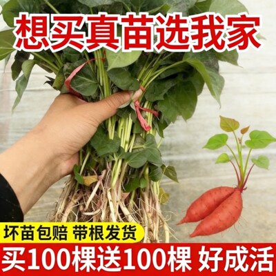 红薯苗秧批发正宗西瓜红蜜薯苗种糖心烤白薯型地瓜苗板栗哈密薯苗