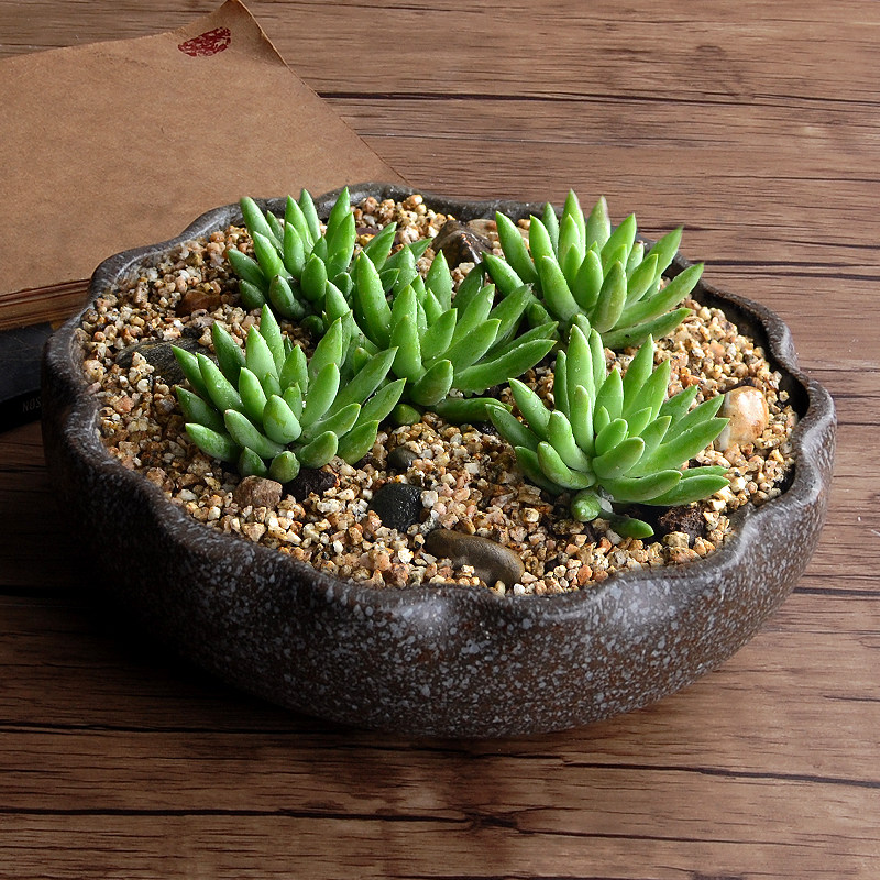 速发大号多肉花盆陶瓷无孔铜钱草养鱼缸大口径仿石头绿萝水培植物