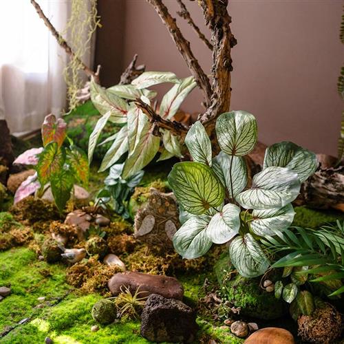 速发纹竹芋叶彩芋叶带根物景带龟缸植背热乌雨林造景装饰道具