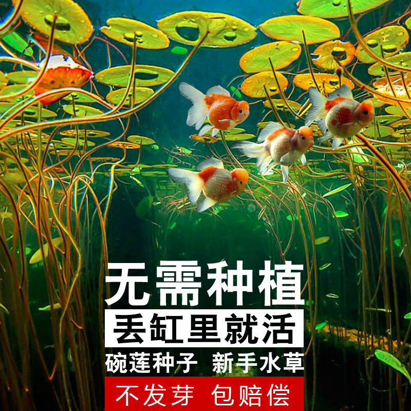 速发鱼缸草饰水草植莲造景装缸浮萍碗物懒人睡莲水族箱水草