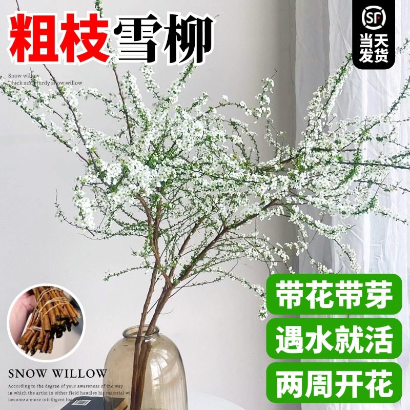 速发雪柳鲜枝栽芽花苞水培植物插枝水养干花室内盆带花卉龙柳鲜切