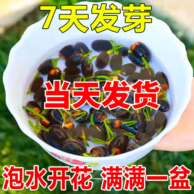 速发碗莲水籽籽四季睡莲荷花水养植物室铜缸养盆栽内钱草草培种孑