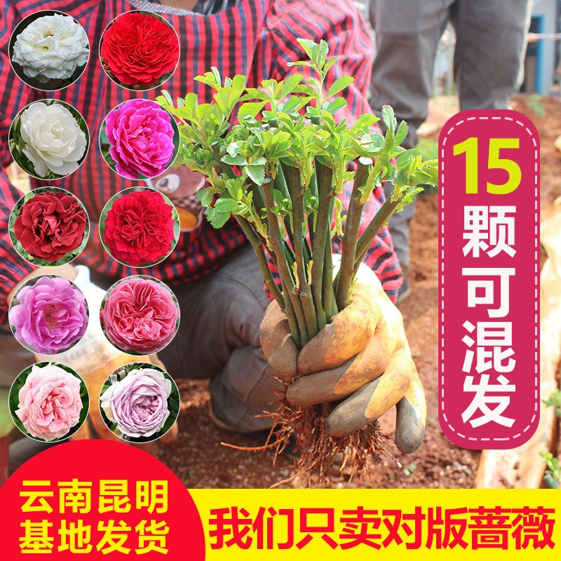 速发云南15颗蔷薇花苗爬藤四季开花藤本月季耐寒耐热庭院爬墙植物