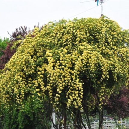 速发香院别墅花园台攀缘爬里植物 七里香 夜藤庭 木香花苗 黄木香
