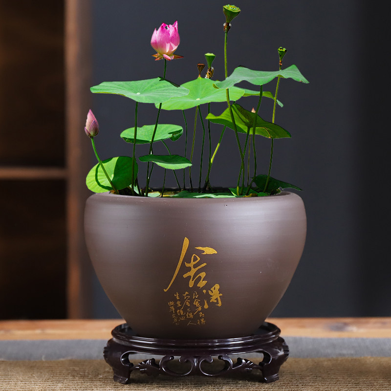 速发缸号陶瓷水培乌龟紫仙大盆睡碗莲铜钱草水砂荷花盆缸