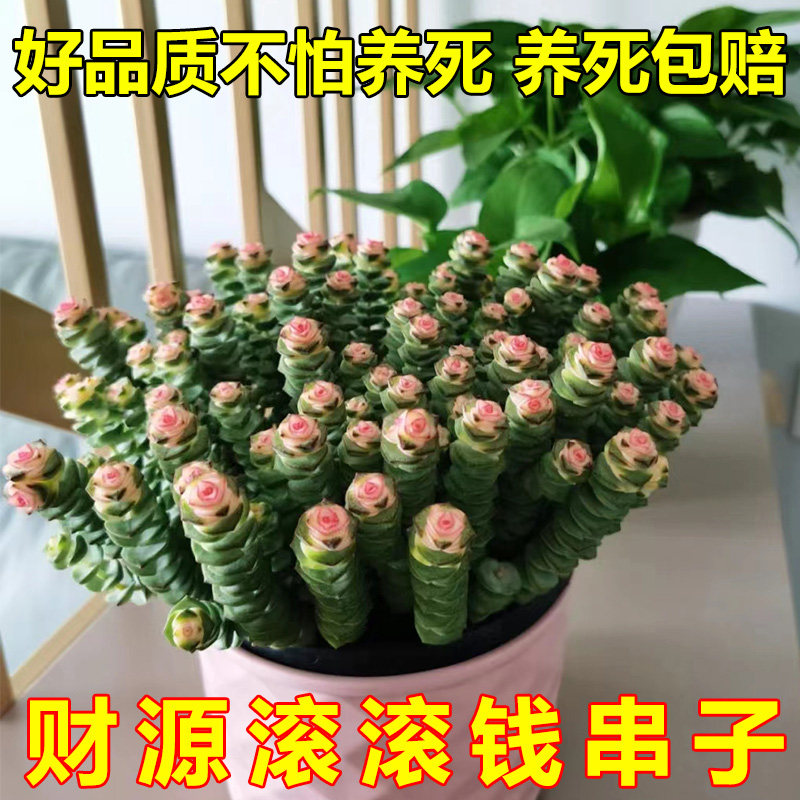 速发生色钱多串肉大盆多肉植物钱串子多头群彩罕见肉肉室内花盆栽
