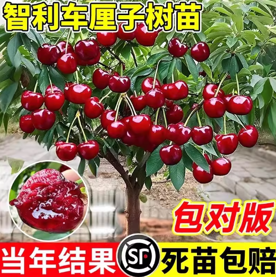车厘子树苗樱桃树南方北方种植盆栽庭院果树矮化樱桃树大樱桃苗,鲜花速递/花卉仿真/绿植园艺,果树,淘宝优惠券,粉丝福利购,淘宝优惠卷