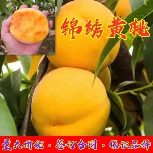 桃苗早熟水蜜树嫁接黄苖当年结果