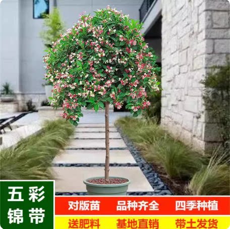 红王子锦带树苗五彩花叶锦带苗红王子锦苗盆栽庭院五彩锦带树苗