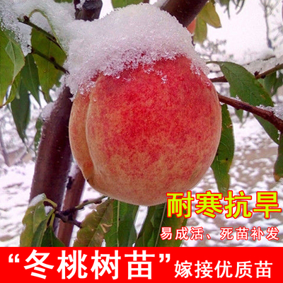 嫁接冬桃果树苗耐寒巨型晚熟盆栽