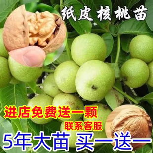 核桃苗8518嫁接苗特大薄皮核桃树苗南北方四季种植果树苗当年结果