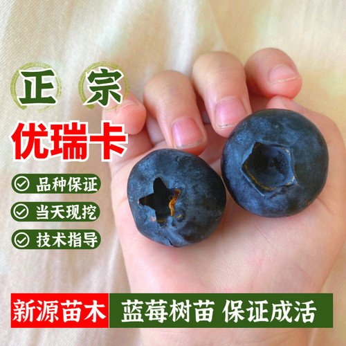 蓝莓树果苗特大优瑞卡室内阳台盆