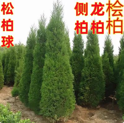 柏树苗大塔四季常青松蜀桧