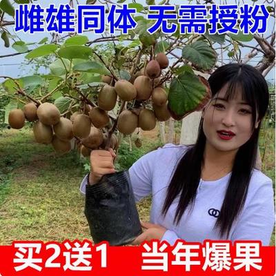 红心猕猴桃树苗南方北种植庭院盆