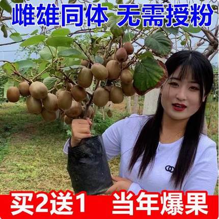 红心猕猴桃树果苗软枣猕猴桃果苗徐香弥猴桃树苗奇异果猕猴苗果树