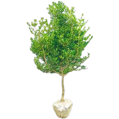 独杆黄杨苗绿化苗四季常青