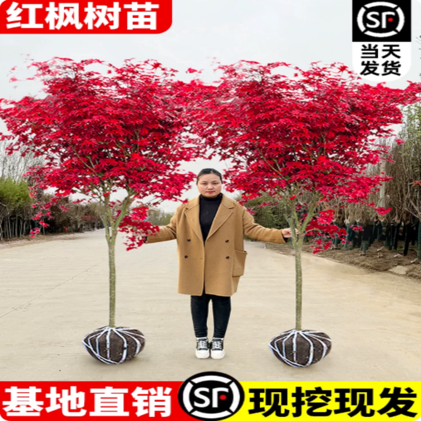 日本红枫树苗四季舞姬老桩三季红图片