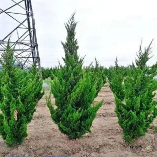 龙柏苗树小球蜀桧塔侧扁地