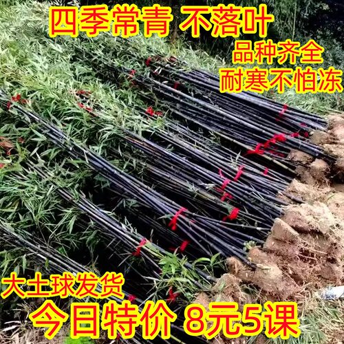 竹子苗四季青喜阴室内植物