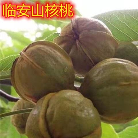 正宗嫁接临安核桃树苗薄皮南方北图片