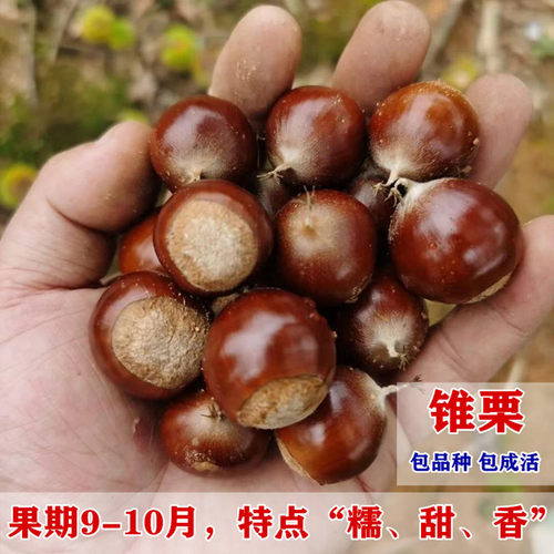 嫁接板栗树苗建瓯锥甜尖南北方种