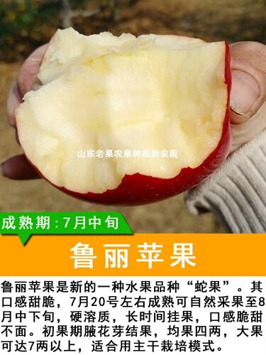 苹果树苗山东鲁丽早熟脆甜红南方
