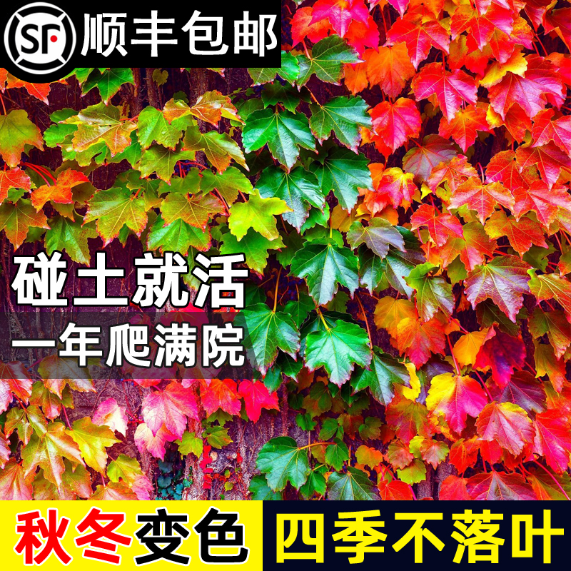 爬墙虎苗不落叶山藤植物四